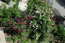 Munstead Wood si Eden Rose..