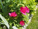 Anemoniflora