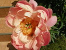 Coral Charm