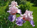 Heather Blush