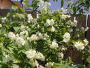 philadelphus coronarius