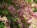 weigela Pink Princess