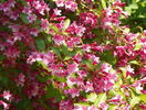 weigela Pink Princess