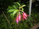 Fuchsia magellanica Gracilis (15, Aug.06)