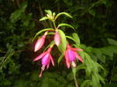 Fuchsia magellanica Gracilis (15, Aug.06)