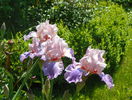 Heather Blush