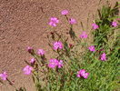 dianthus deltoides Rose