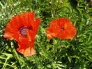 papaver or. Allegro