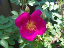 Single Cherry