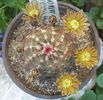 Echinocereus viridiflorus SB 874 Chafter Co Wy