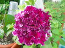 DSCN9254