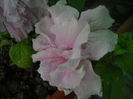DSCN9255