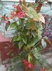 DSCN9272