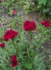 DSCN9275