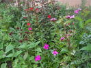 DSCN9277