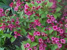 DSCN9347