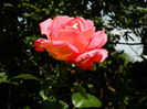 DSCN9084