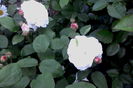 IMG_20160521_195926