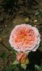 Abraham Darby