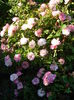 DSC08611