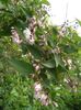 Deutzia