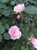 Abraham darby