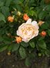 Ghislaine de feligonde