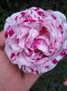 Variegata
