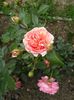 IMG_20160521_182756
