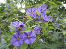 solanum rantonneti