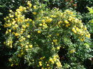 DSC07909