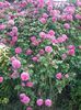 20160522_072631