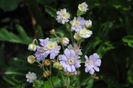 Geranium pratense Summer Skies