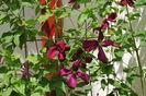 clematis mme julia correvon