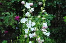 campanula persicifolia Alba