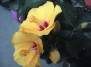 WIN_20160522_074007