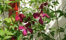 21 mai,clematis mme julia correvon