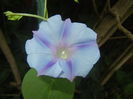 Morning Glory_Ipomoea (2015, Aug.06)