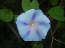 Morning Glory_Ipomoea (2015, Aug.09)