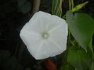 Morning Glory_Ipomoea (2015, Aug.10)
