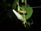 Morning Glory_Ipomoea (2015, Aug.11)