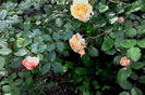IMG_20160522_105846