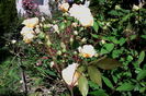 IMG_20160522_105252