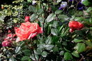 IMG_20160522_105038
