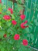 P_20160522_093152[1]