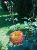 P_20160522_100956[1]