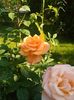 P_20160522_101015[1]