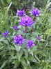 Campanula glomerata
