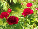 Red Charm si Scarlet o'Hara