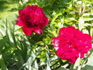 Red Charm